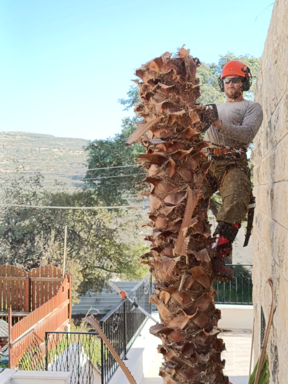 גיזום דקל תמר ליד קיר אבן עם נוף הרים ברקע