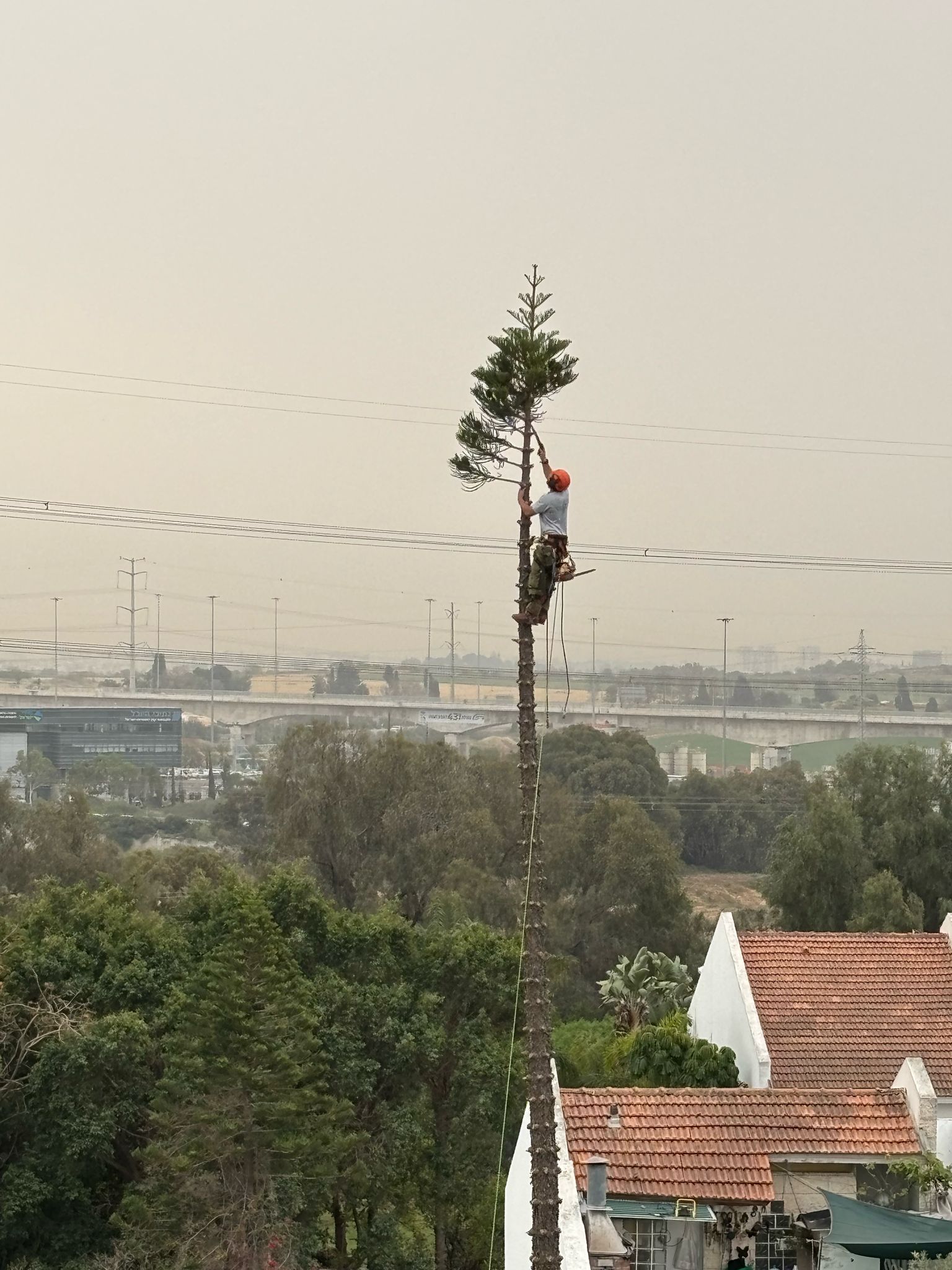 גוזם מוסמך עולה על עץ אורן גבוה עם ציוד גיזום מקצועי