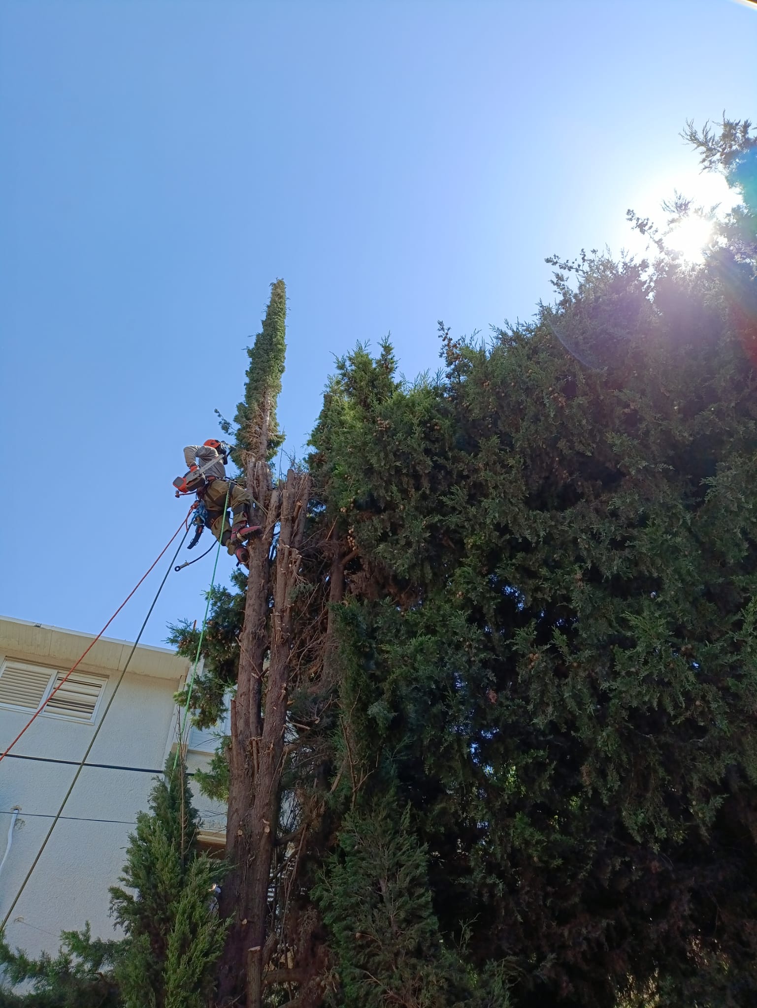 גוזם מוסמך בטיפוס על עץ גבוה עם ציוד בטיחות מקצועי