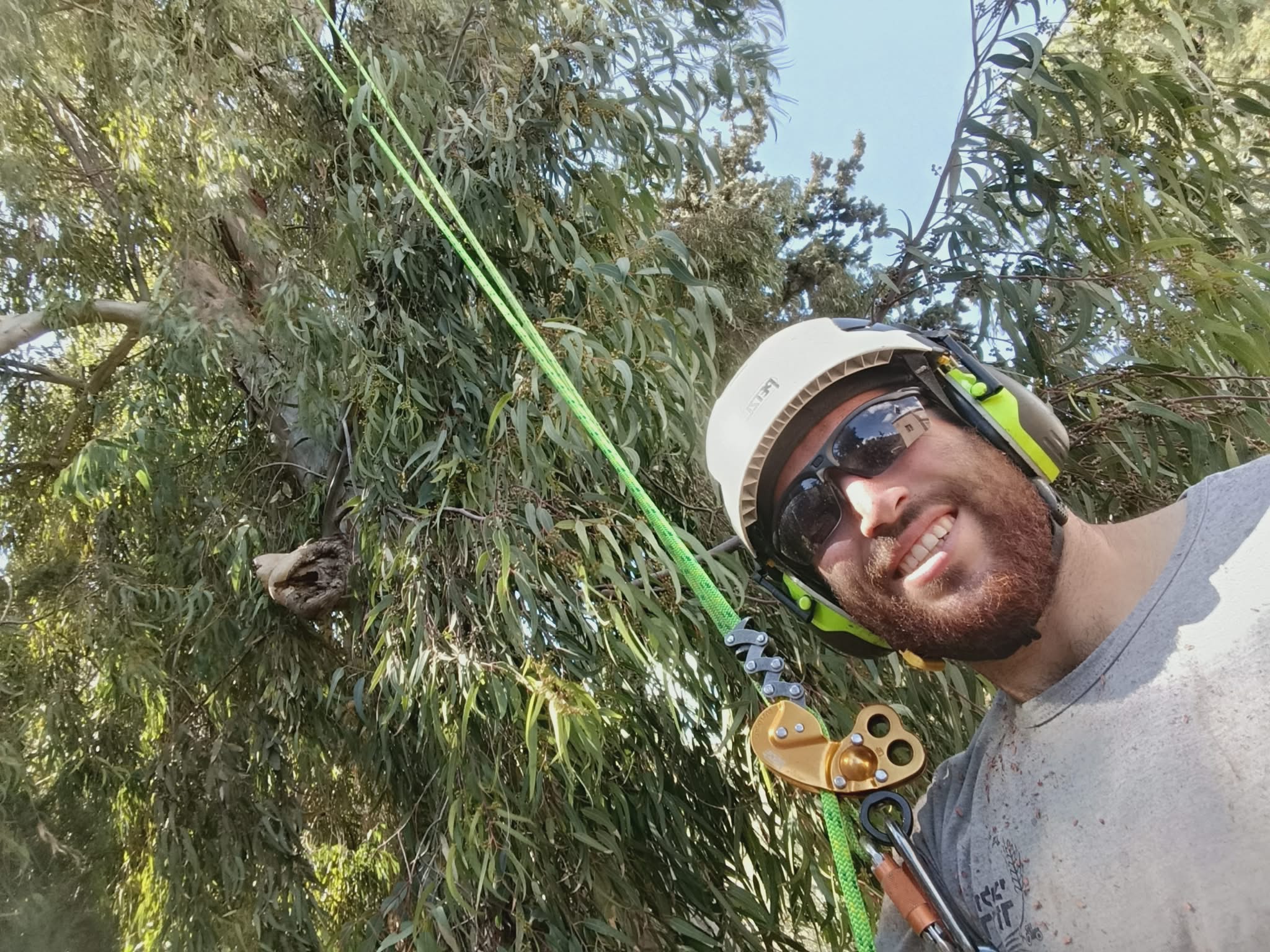 גוזם עצים מקצועי עם קסדת בטיחות מחייך — כך בוחרים גוזם אמין ומוסמך