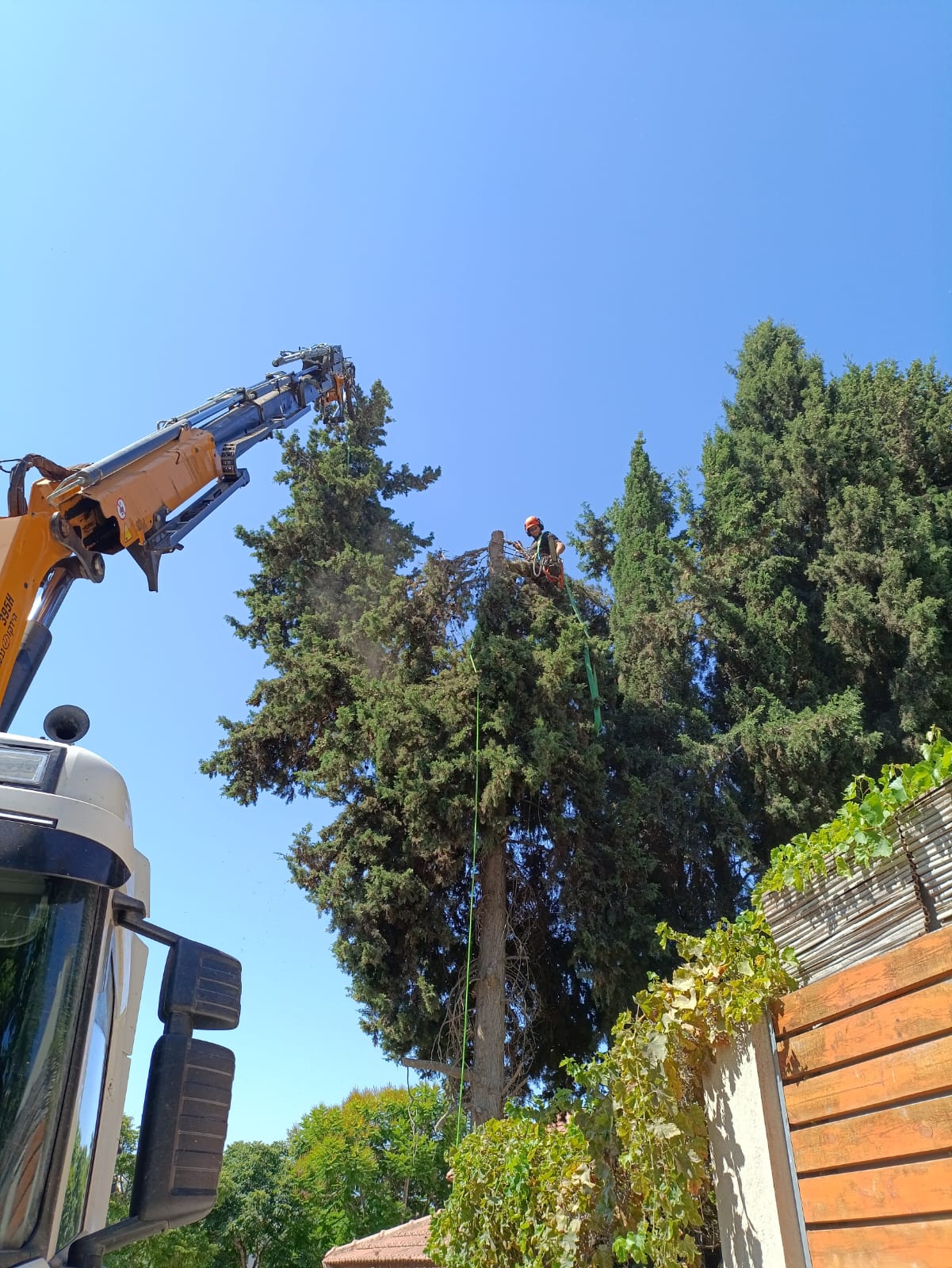 כריתת עץ בסיוע מנוף ועגורן בסביבה עירונית