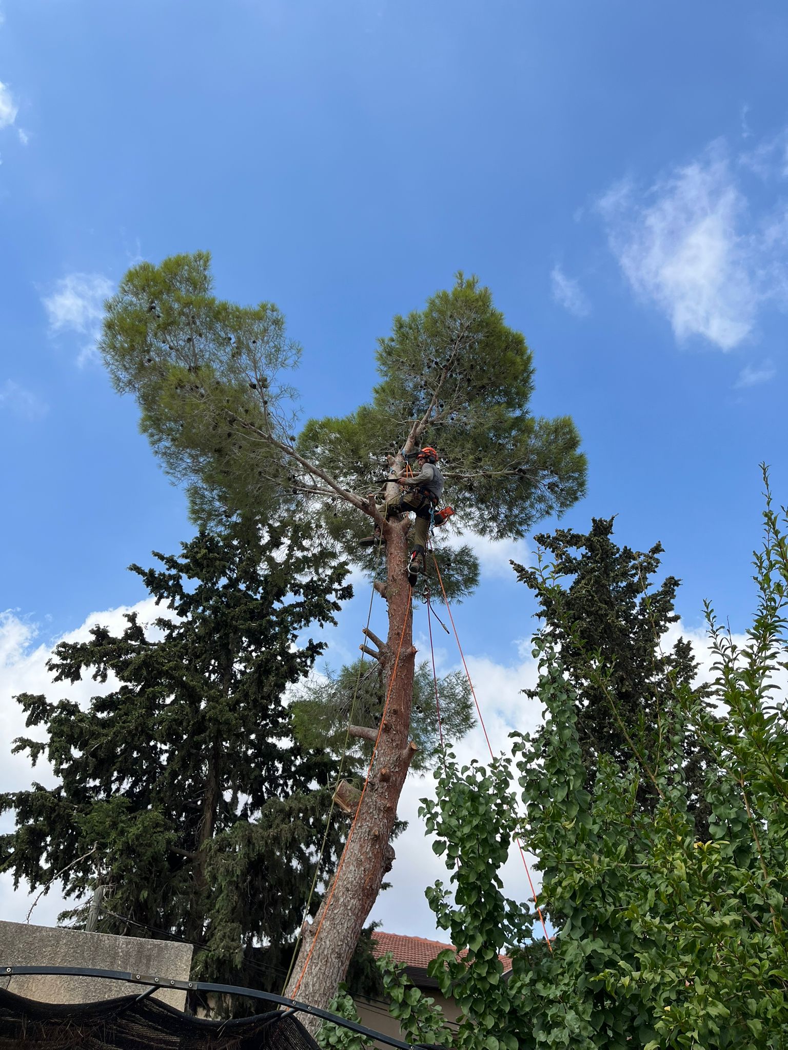 כריתת עץ אורן גבוה על רקע שמיים כחולים